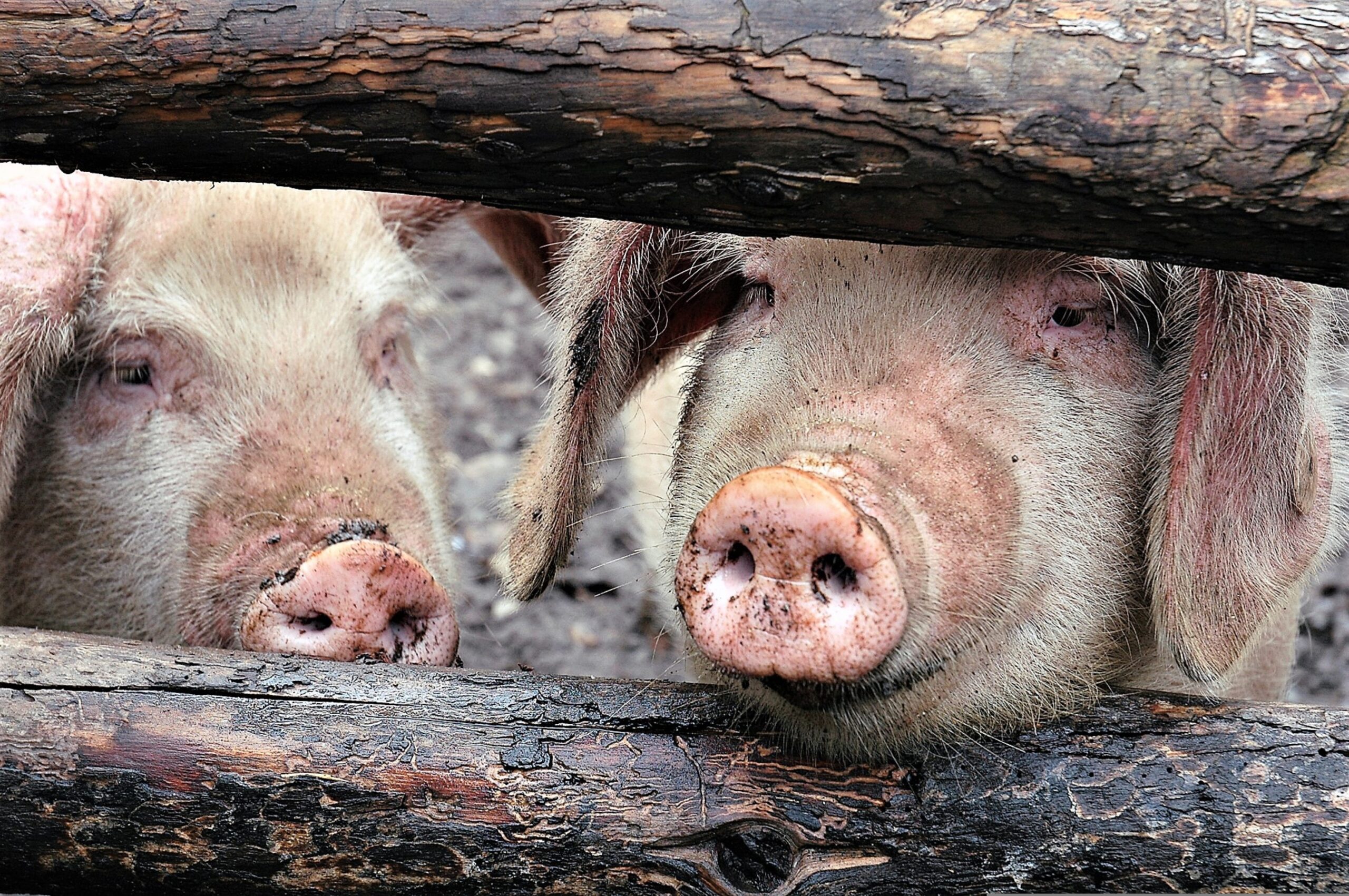 Twee varkens snuffelen door een houten hek in een modderige omgeving.
