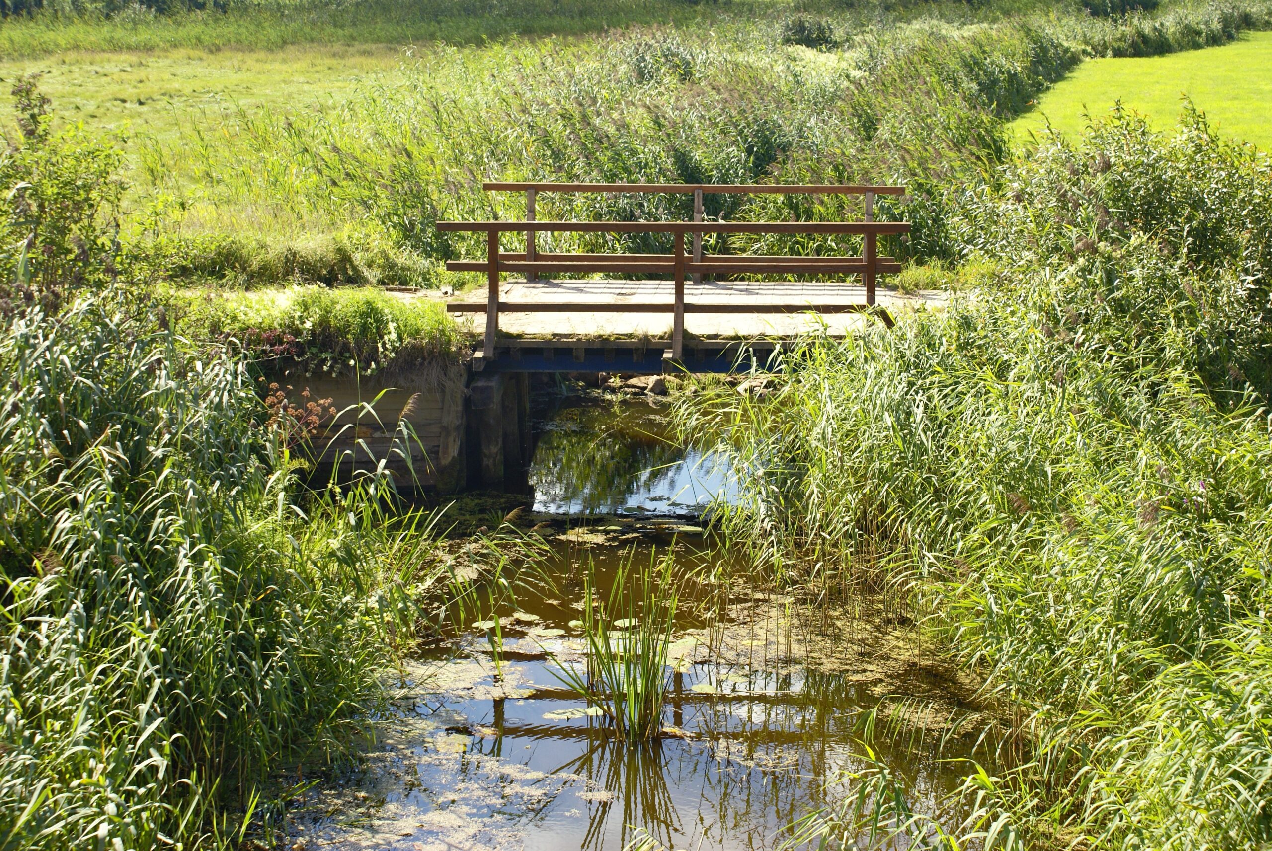 Houten brug over een smalle sloot in een grasrijke, groene omgeving met veel riet.