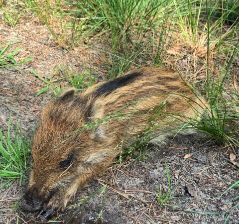 Jonge everzwijn met strepen rustend tussen gras en zand.