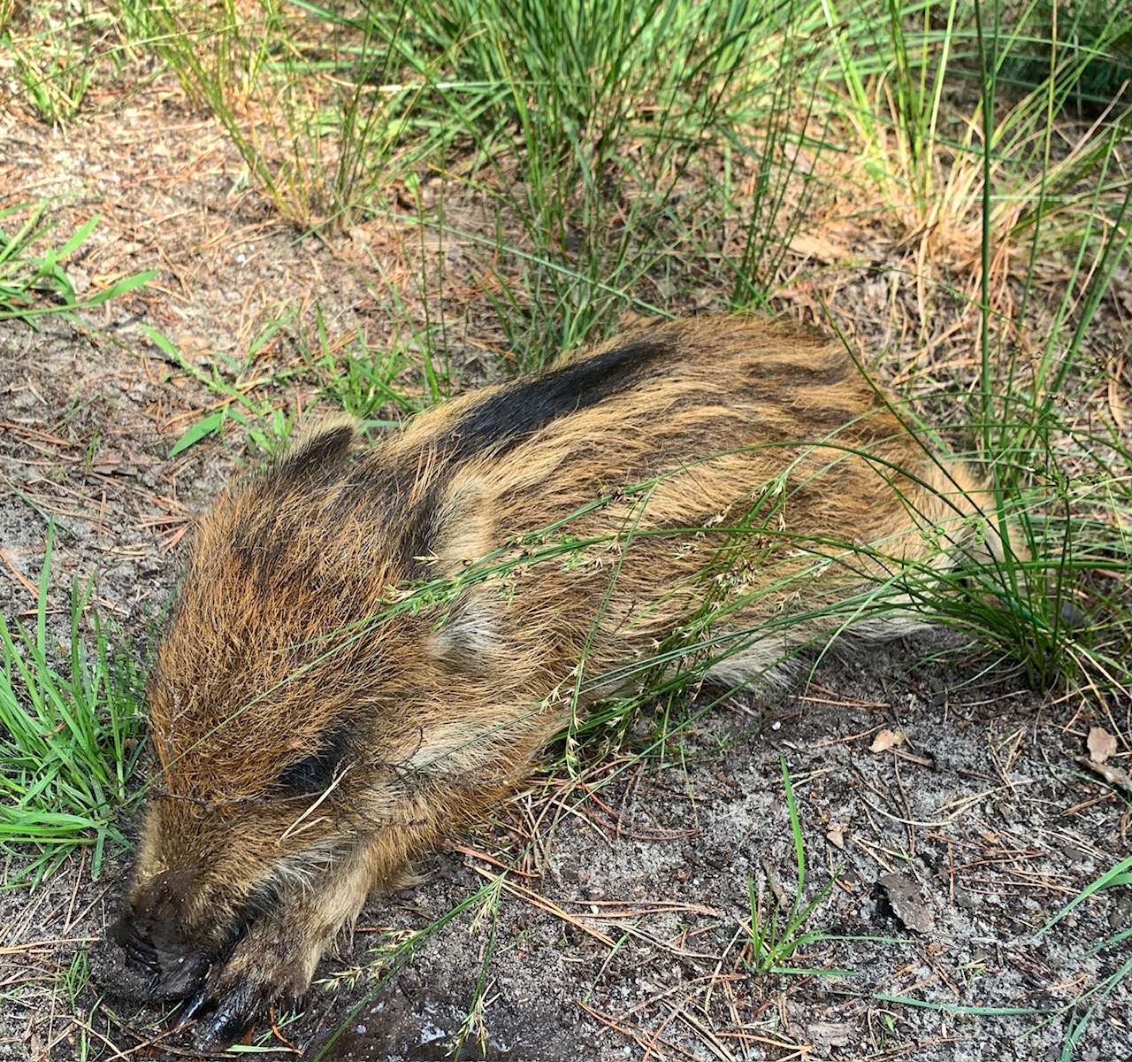Jonge everzwijn met strepen rustend tussen gras en zand.