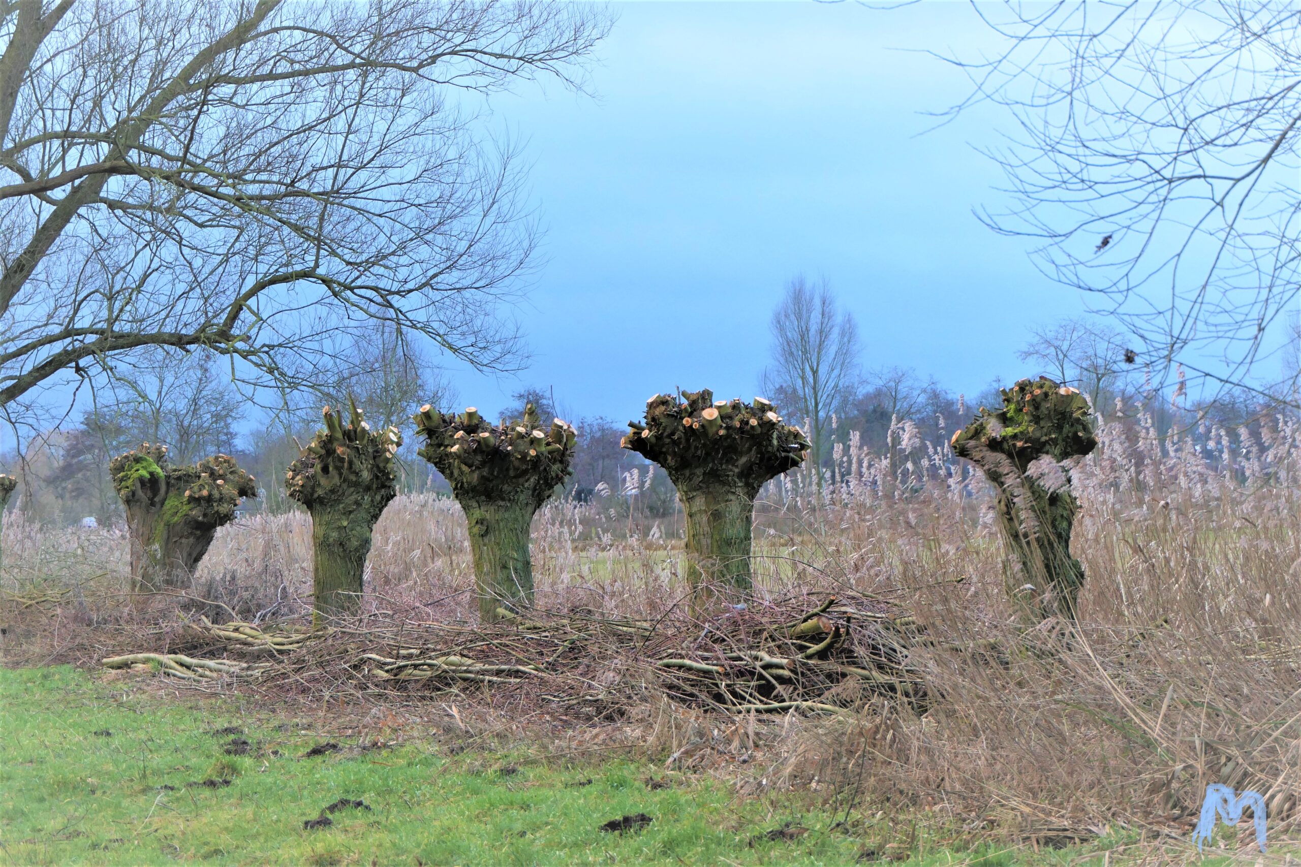 Knotwilgen in een kaal landschap met droog gras en een bewolkte lucht.