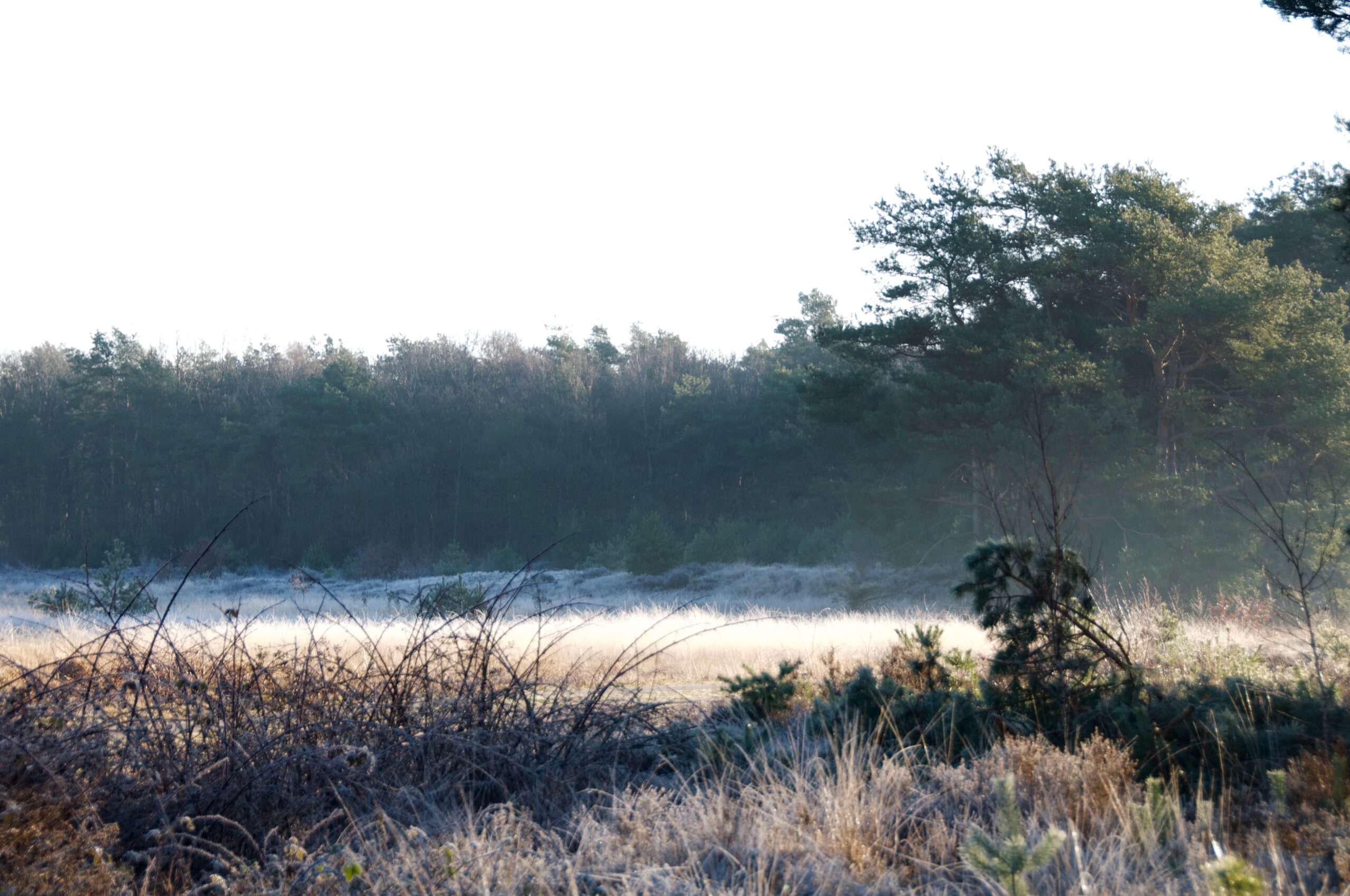 Frostig landschap met gras en bomen in een mistige ochtendzon.