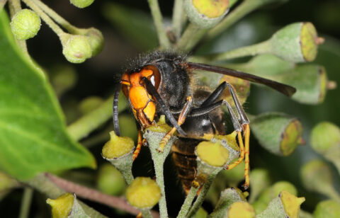 Close-up van een Aziatische hoornaar op een bloem, omringd door groene bladeren en bloemknoppen.