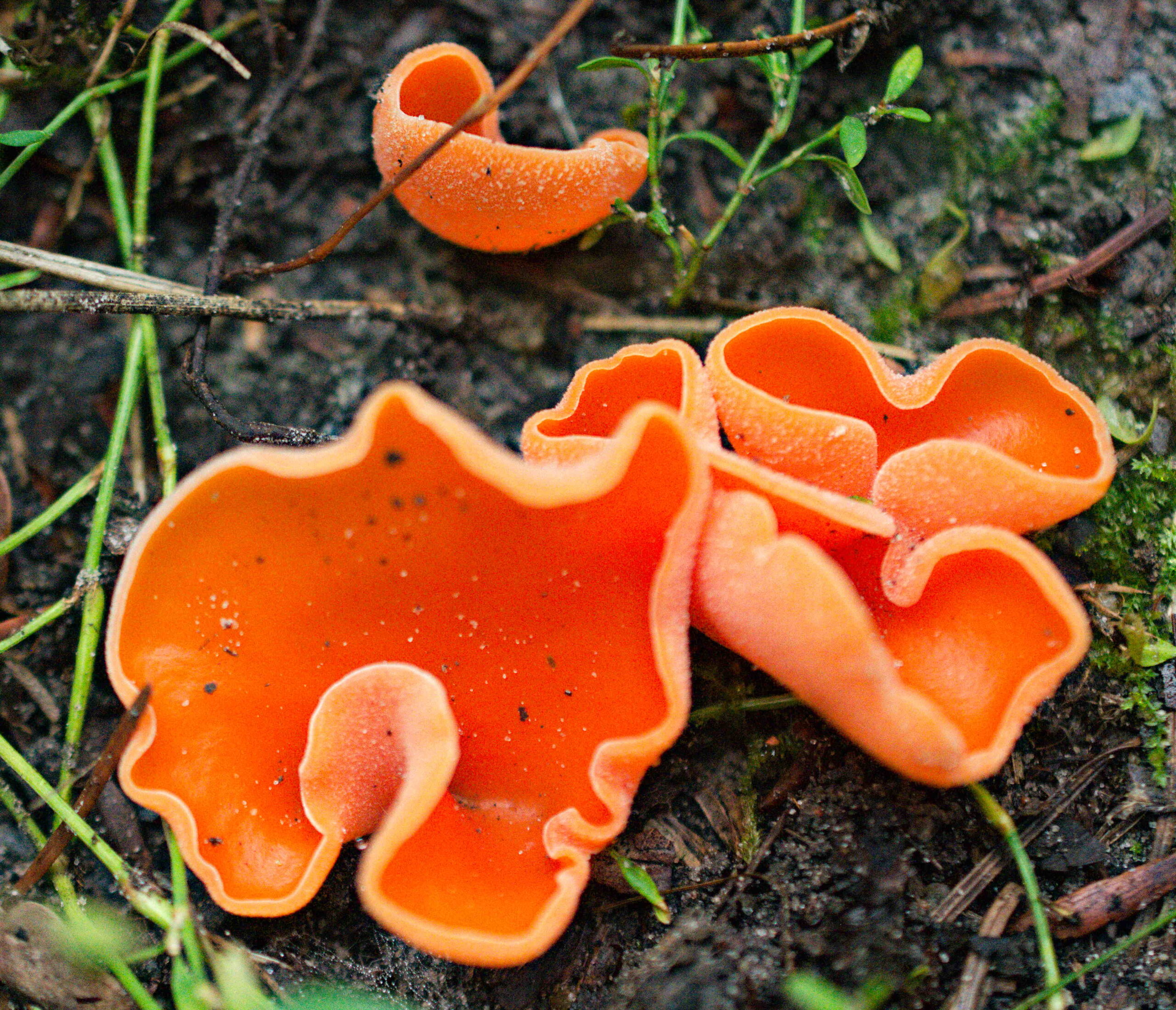 Fel oranje bekerzwammen groeien tussen groene planten en aarde.