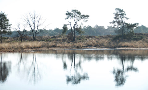 Reflectie van bomen en gras langs de waterkant onder een heldere lucht.