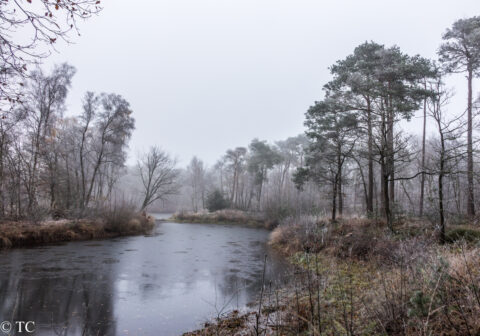Mistig boslandschap met een bevroren vijver omringd door kale bomen en winterse begroeiing.