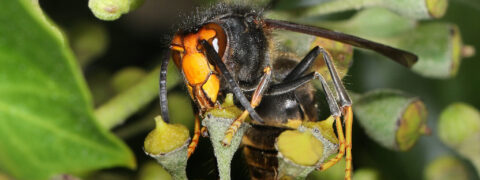 Een hoornaar zit op een plant met ongeopende knoppen.