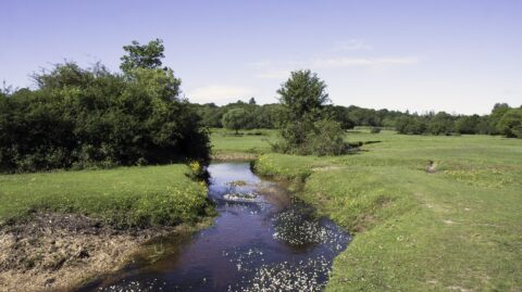 Een heldere beek stroomt door een groen landschap met bomen en blauwe lucht.