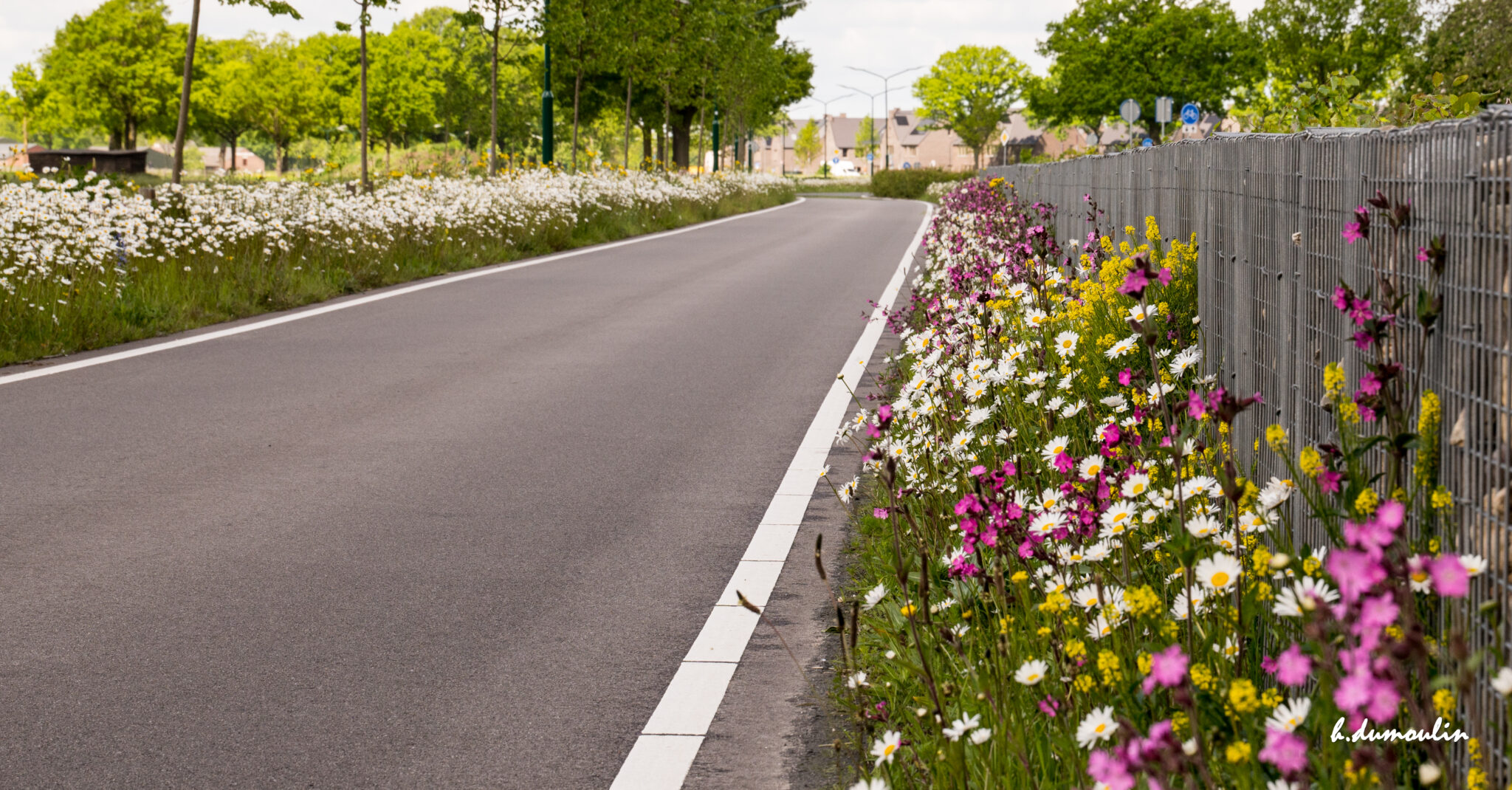 Een rustige weg met bloemen ernaast en bomen in de verte, onder een bewolkte hemel.