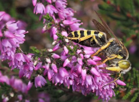 Wesp op roze bloemen van struikhei, omgeven door groene blaadjes.