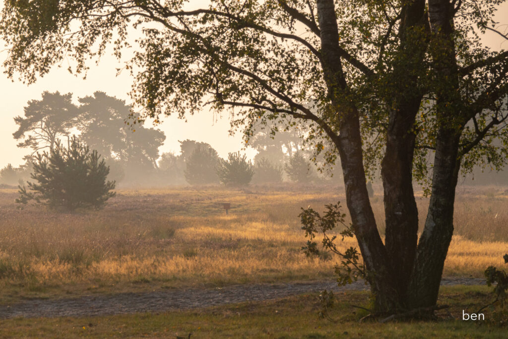 Boom op een open veld bij zonsopgang, met nevel en silhouetten van bomen op de achtergrond.