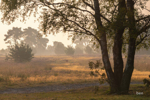 Boom op een open veld bij zonsopgang, met nevel en silhouetten van bomen op de achtergrond.