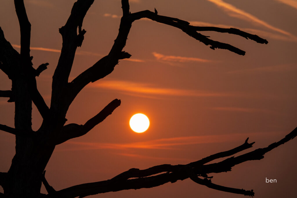 Silhouet van een kale boom voor een oranje zonsondergang.