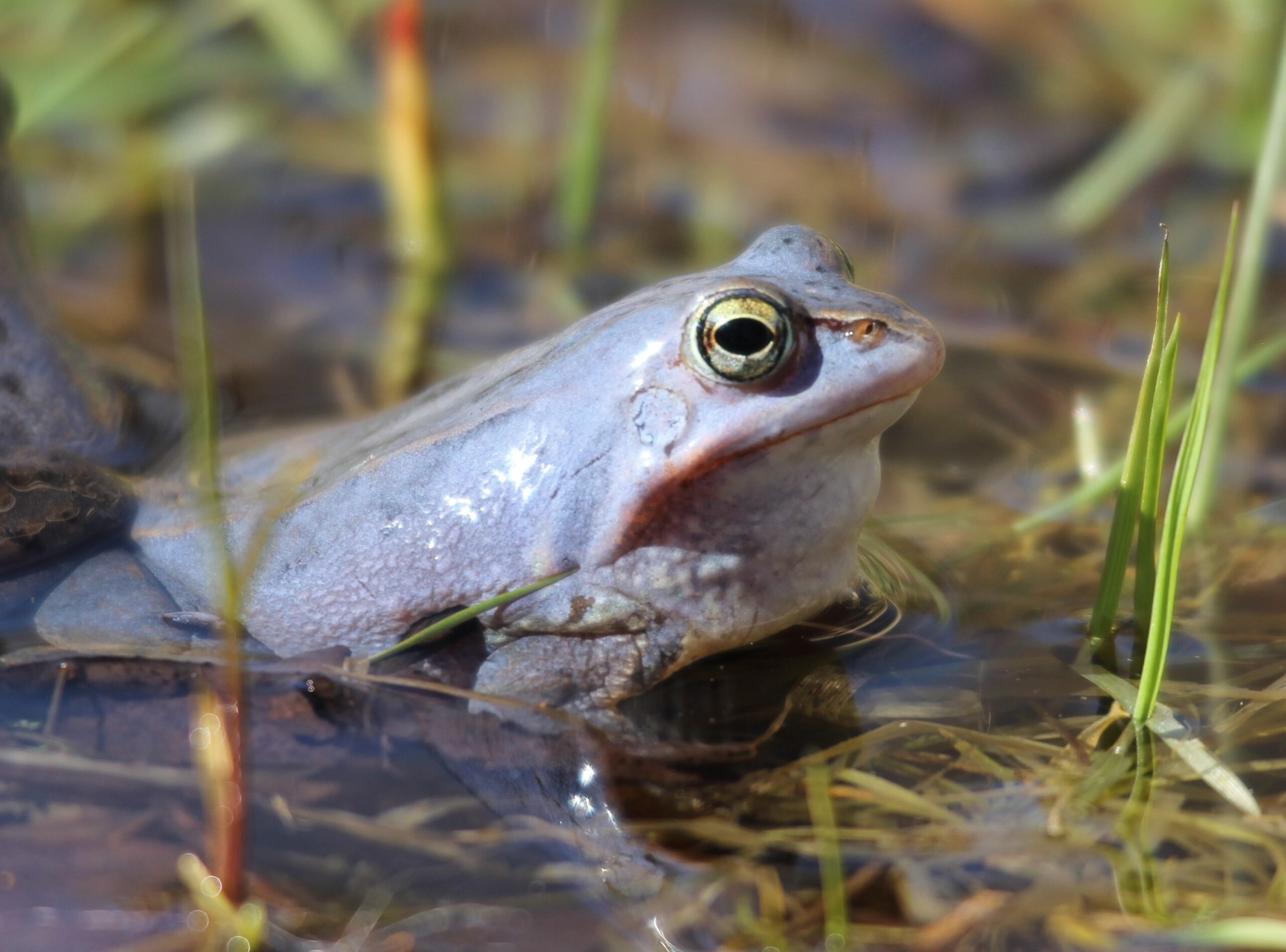 Een kikker bevindt zich half onder water met gras om zich heen in een natuurlijke omgeving.