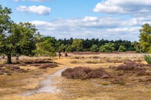 Twee ruiters rijden over een heidepad omgeven door bomen, onder een blauwe lucht met wolken.