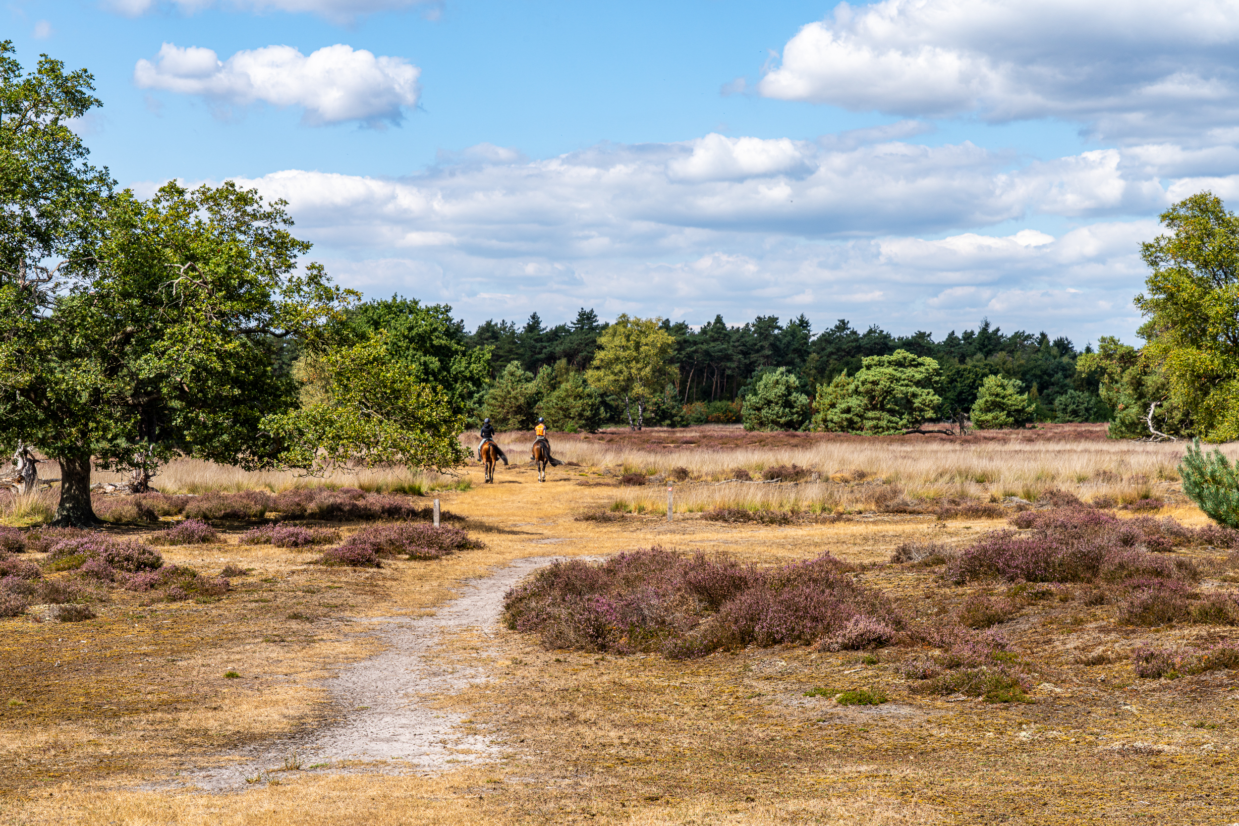 Twee ruiters rijden over een heidepad omgeven door bomen, onder een blauwe lucht met wolken.