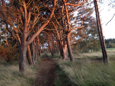 Zandpad door bos met kromme bomen in avondzon, gras langs de randen, rustige natuurlijke sfeer.