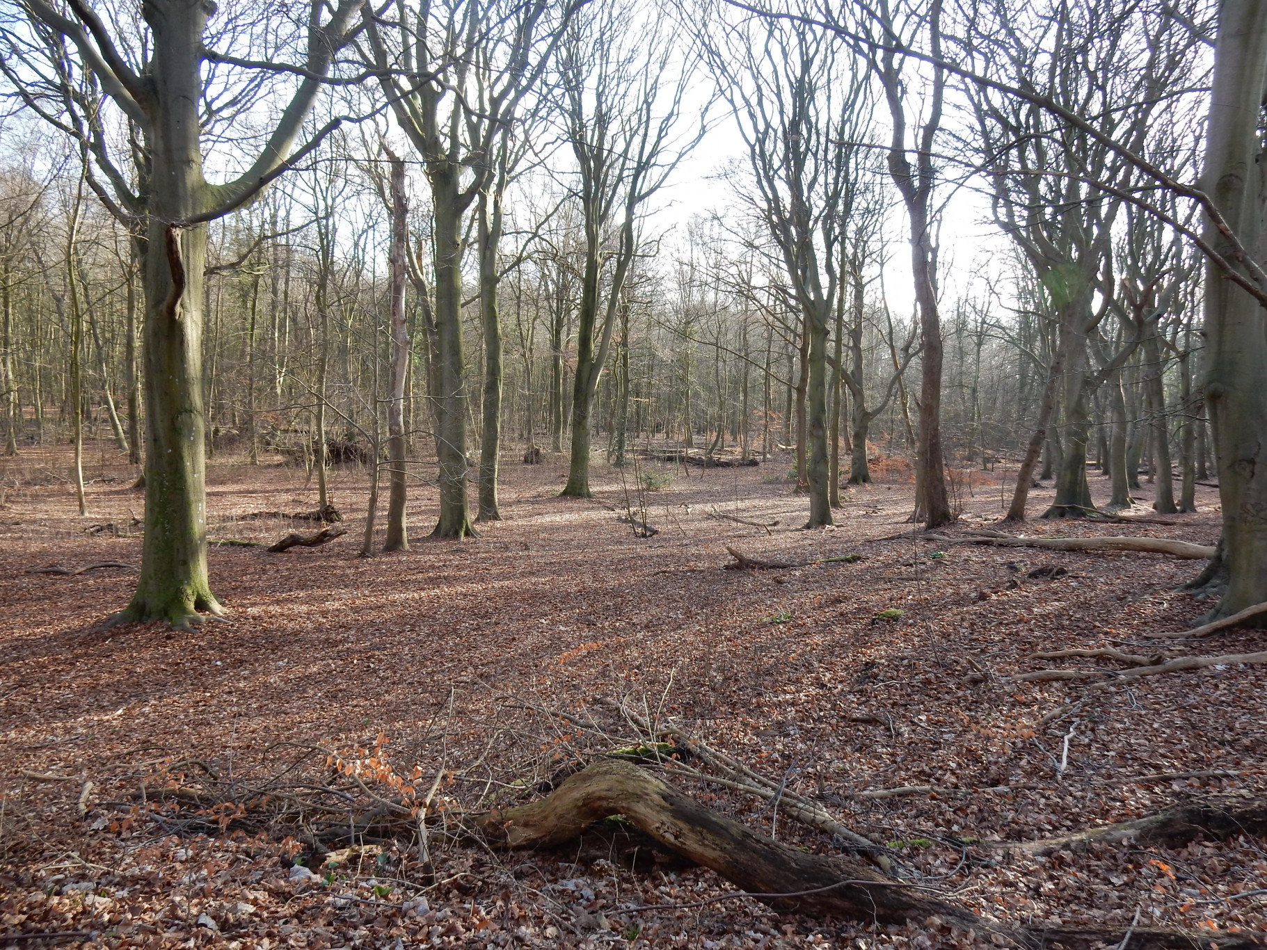 Speurtocht in de Helden Bossen