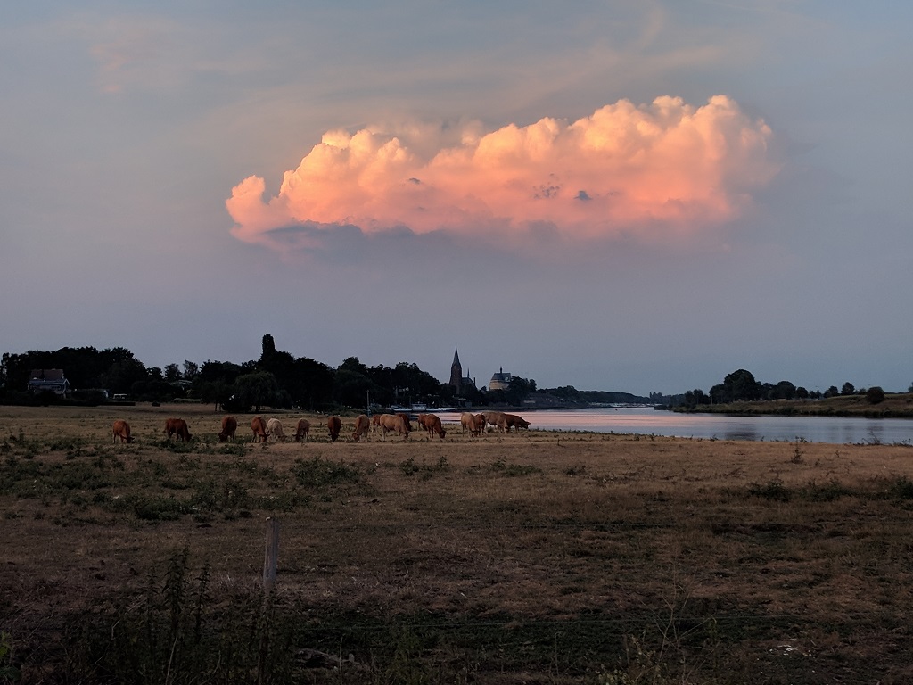 Koeien grazen op een veld langs een rivier met een kerktoren en een oranje wolk in de verte.