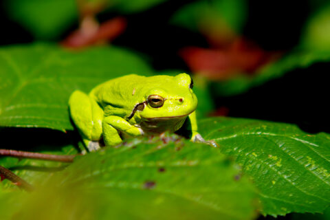Groene kikker zit op een groot, groen blad in zonlicht.
