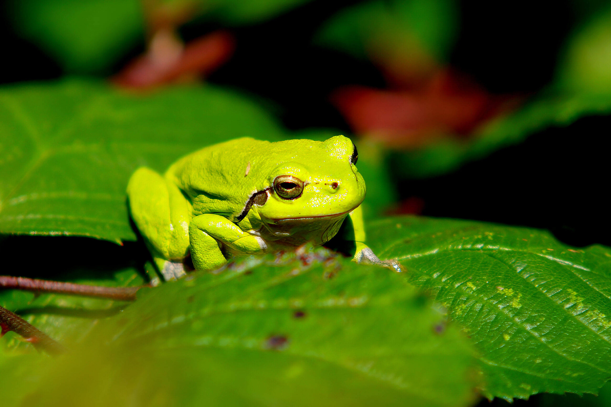 Groene kikker zit op een groot, groen blad in zonlicht.