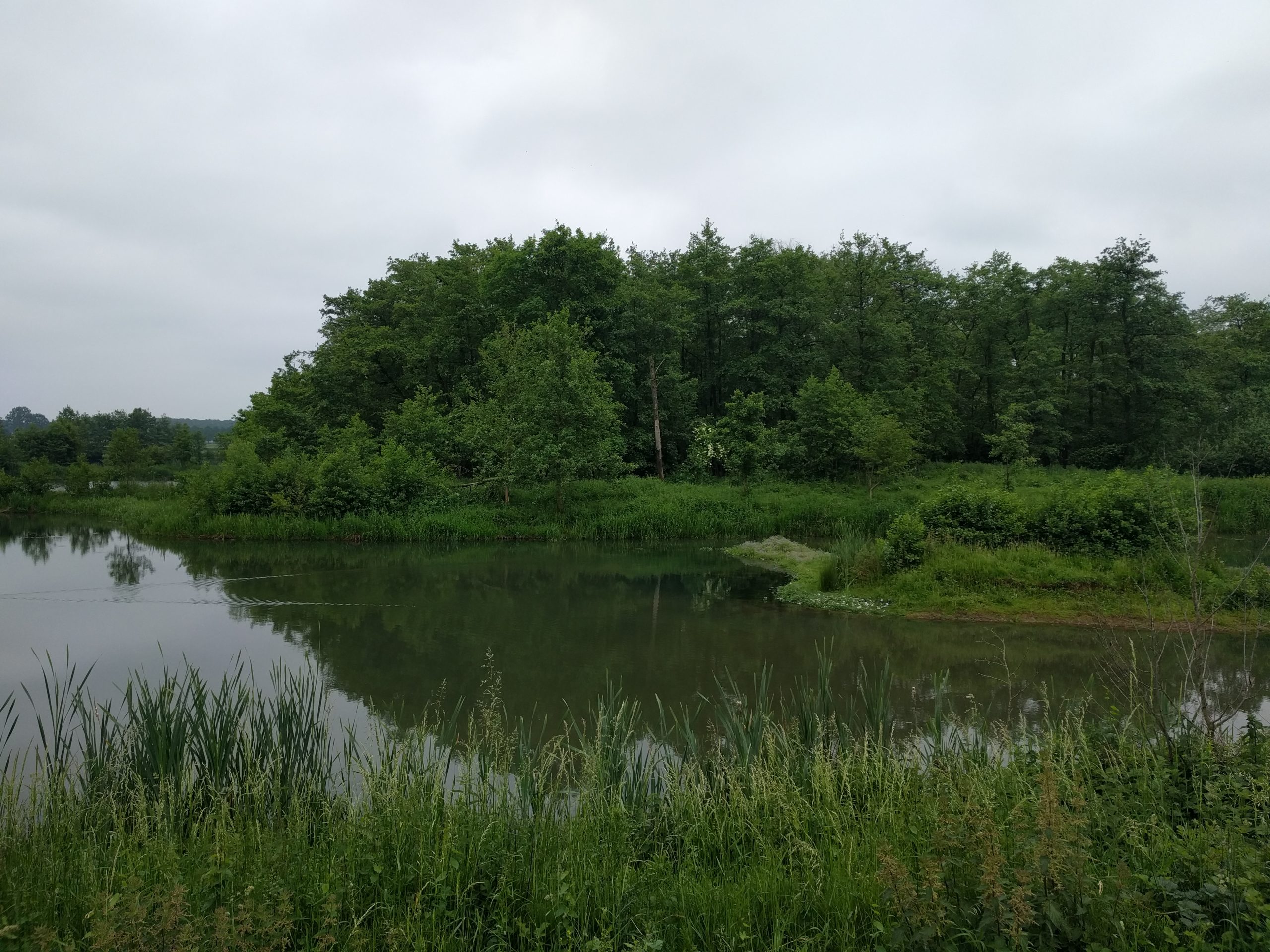 Reigers