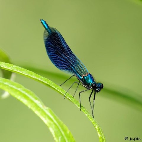 Blauwe libelle op een groen blad, tegen een zachte, groene achtergrond.