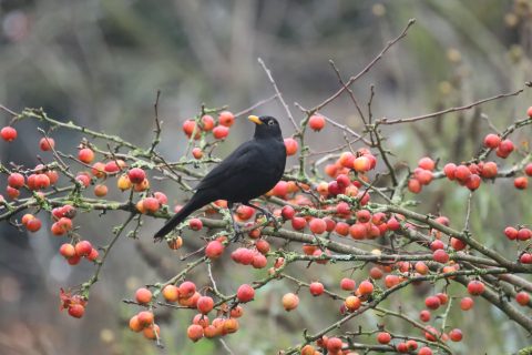 Zwarte vogel op takken met rode bessen, tegen een achtergrond van onscherpe bomen.