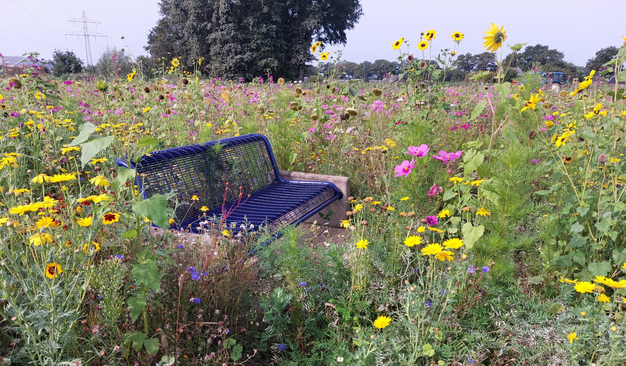Blauwe bank in een veld met kleurrijke wilde bloemen en zonnebloemen op een zonnige dag.