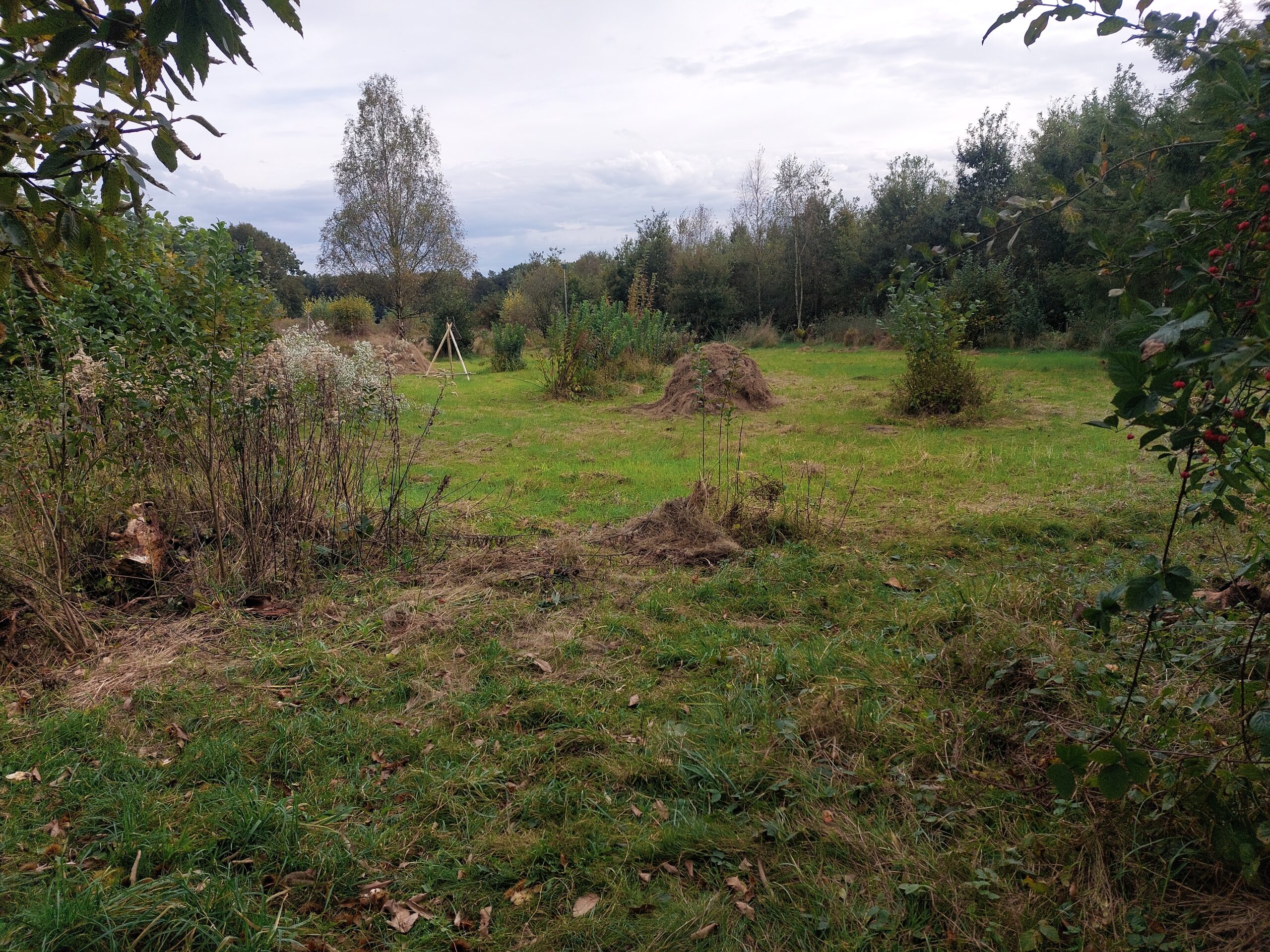 Open grasveld met verspreide struiken en boom, omgeven door dicht beboste achtergrond.