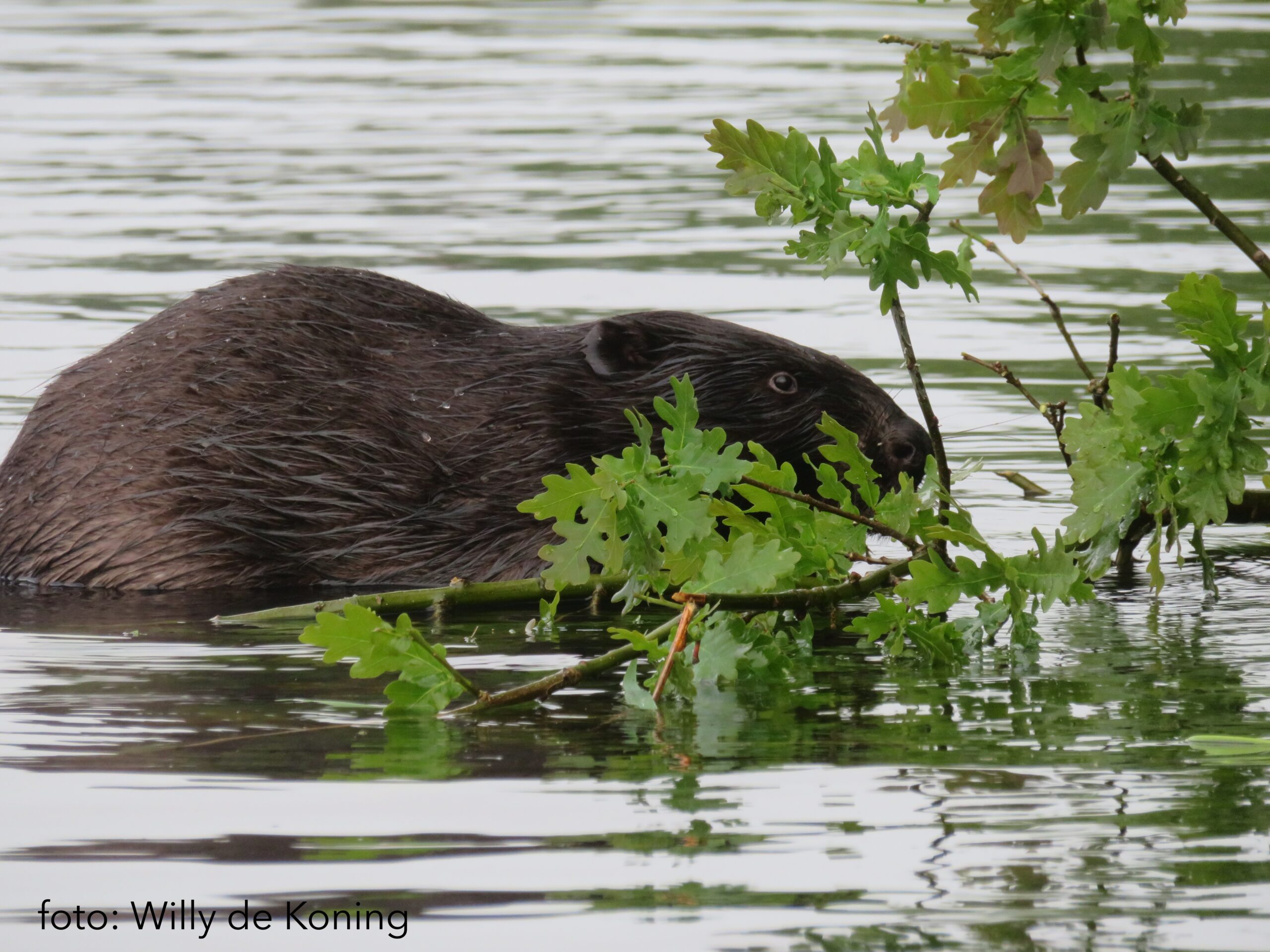 Een bever zwemt in het water en knabbelt aan groene bladeren van een tak.