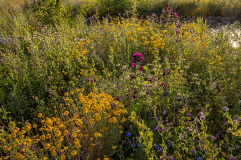 Veld met kleurrijke wilde bloemen in geel, paars en blauw, badend in zonlicht.