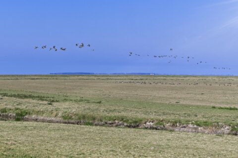 Vliegende en rustende vogels boven een groene vlakte onder een heldere blauwe lucht.