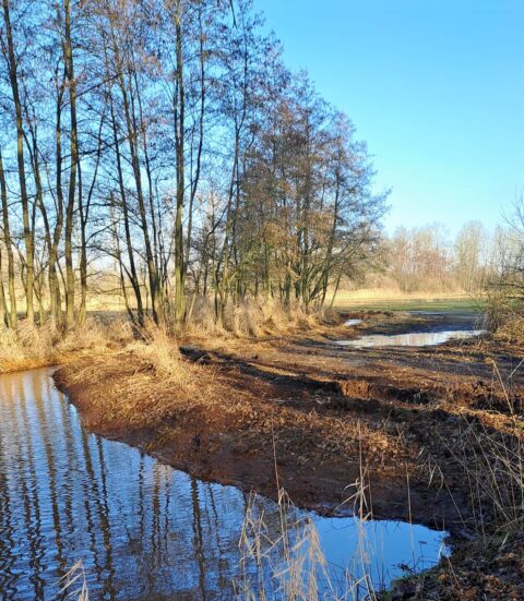 Rivierbocht met kale bomen en gras onder heldere blauwe lucht.