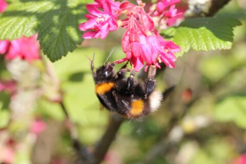 Hommel bestuift roze bloem met groene bladeren erboven.