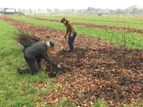 Twee mensen planten jonge bomen op een veld bedekt met bladeren. Een kruiwagen is nabij.