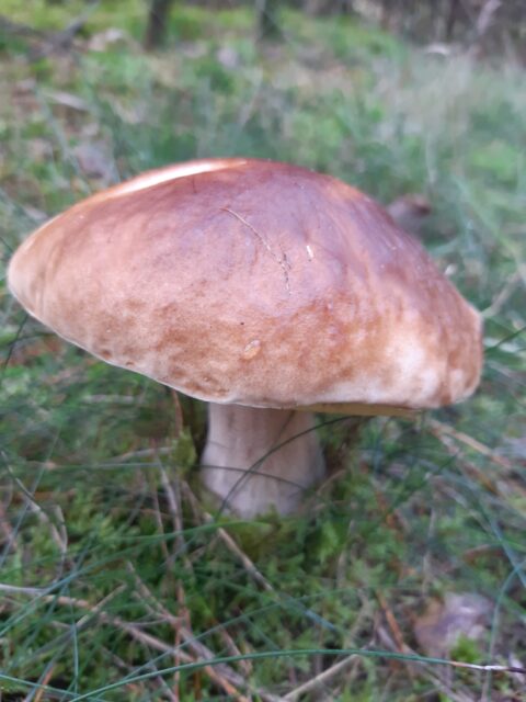 Bruine paddenstoel op bosgrond, omgeven door gras en mos.