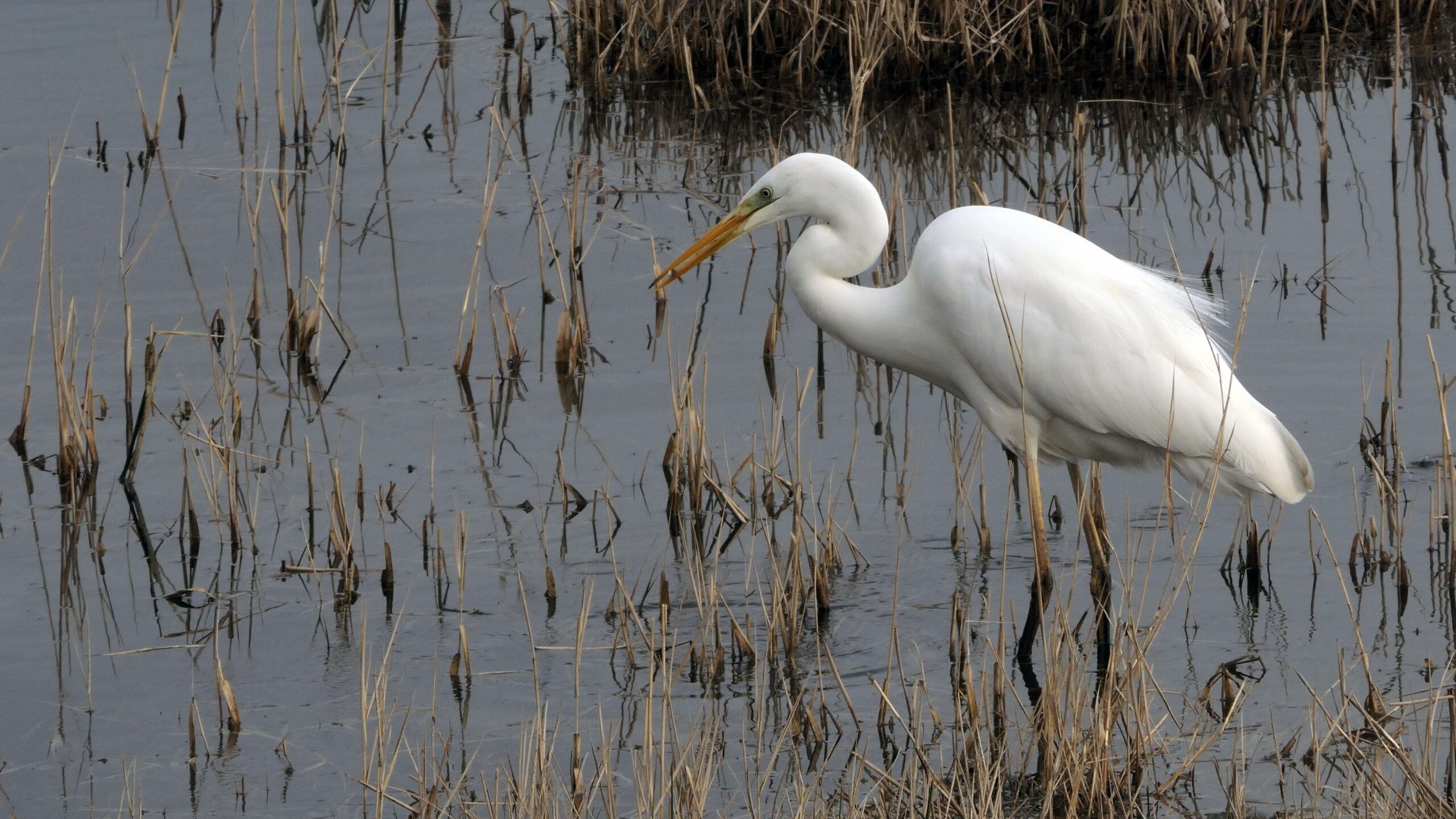 Witte reiger tussen riet in ondiep water.
