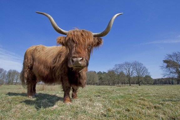 Schotse Hooglander