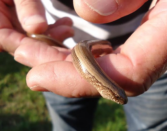 Hazelworm