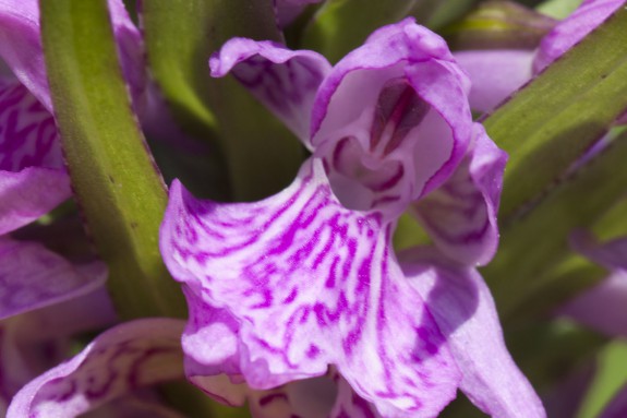 Orchidee