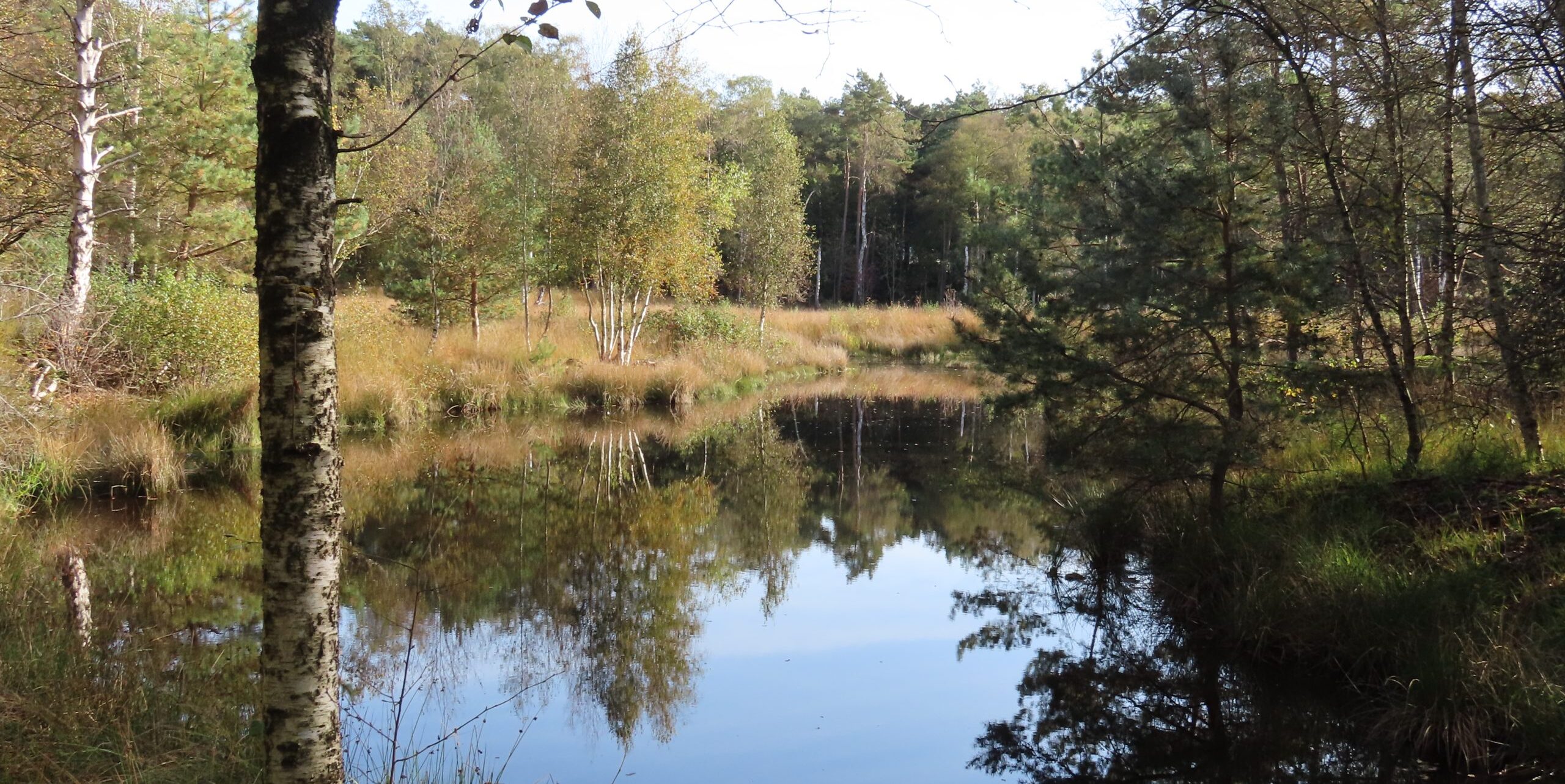 Boslandschap met een rustige vijver, omringd door bomen en riet onder een heldere lucht.
