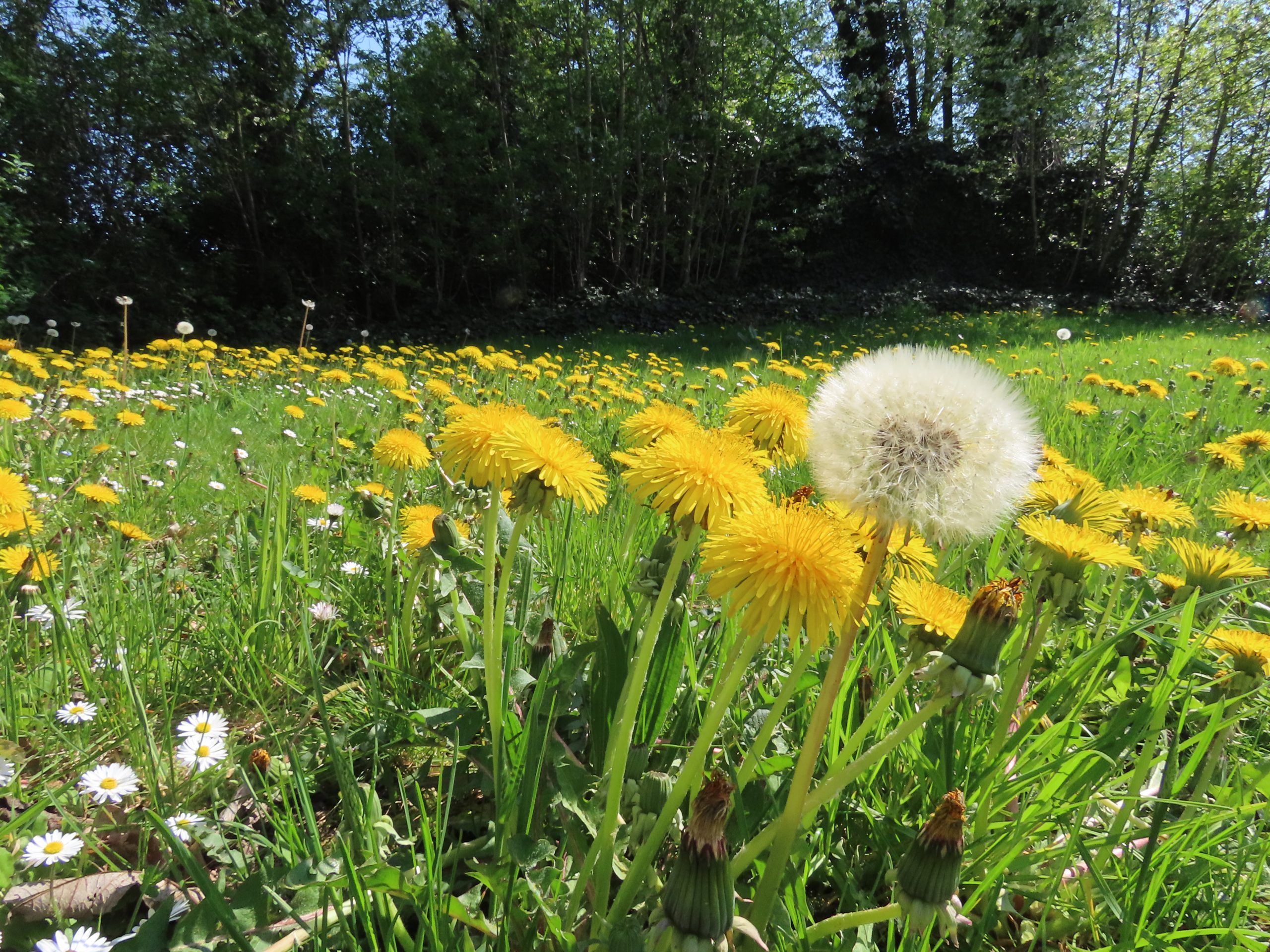 Een veld vol gele paardenbloemen en een uitgebloeide pluizenbol in de zon, omringd door bomen.