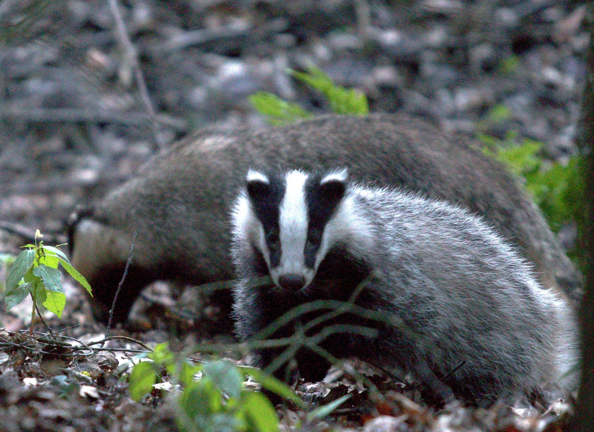 Twee dassen in een bosrijke omgeving, omringd door bladeren en takken.