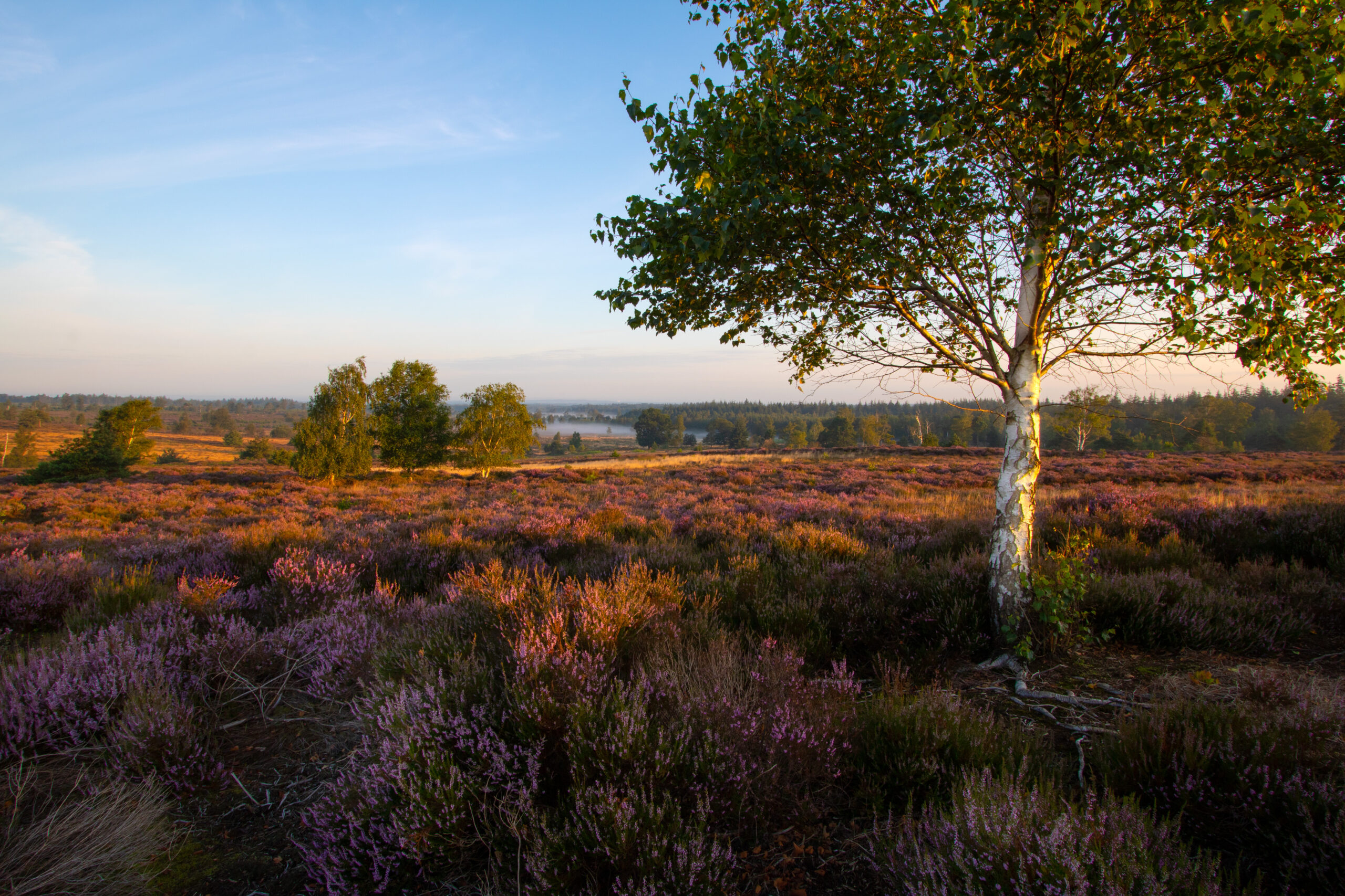 Boom in bloeiende paarse heide onder blauwe lucht, omringd door weids landschap.