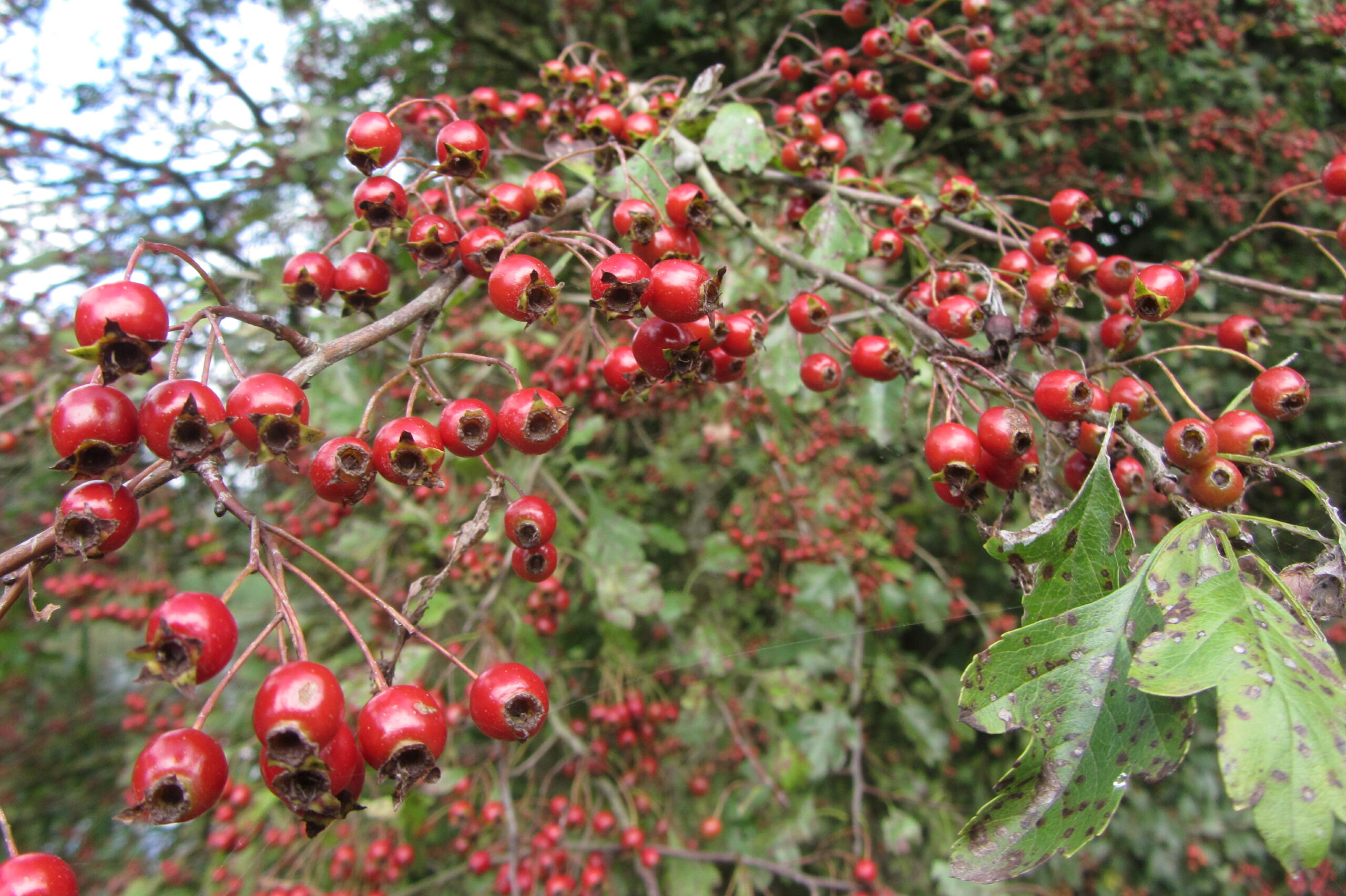 Takken met helderrode bessen en groene, gevlekte bladeren in een natuurlijke omgeving.