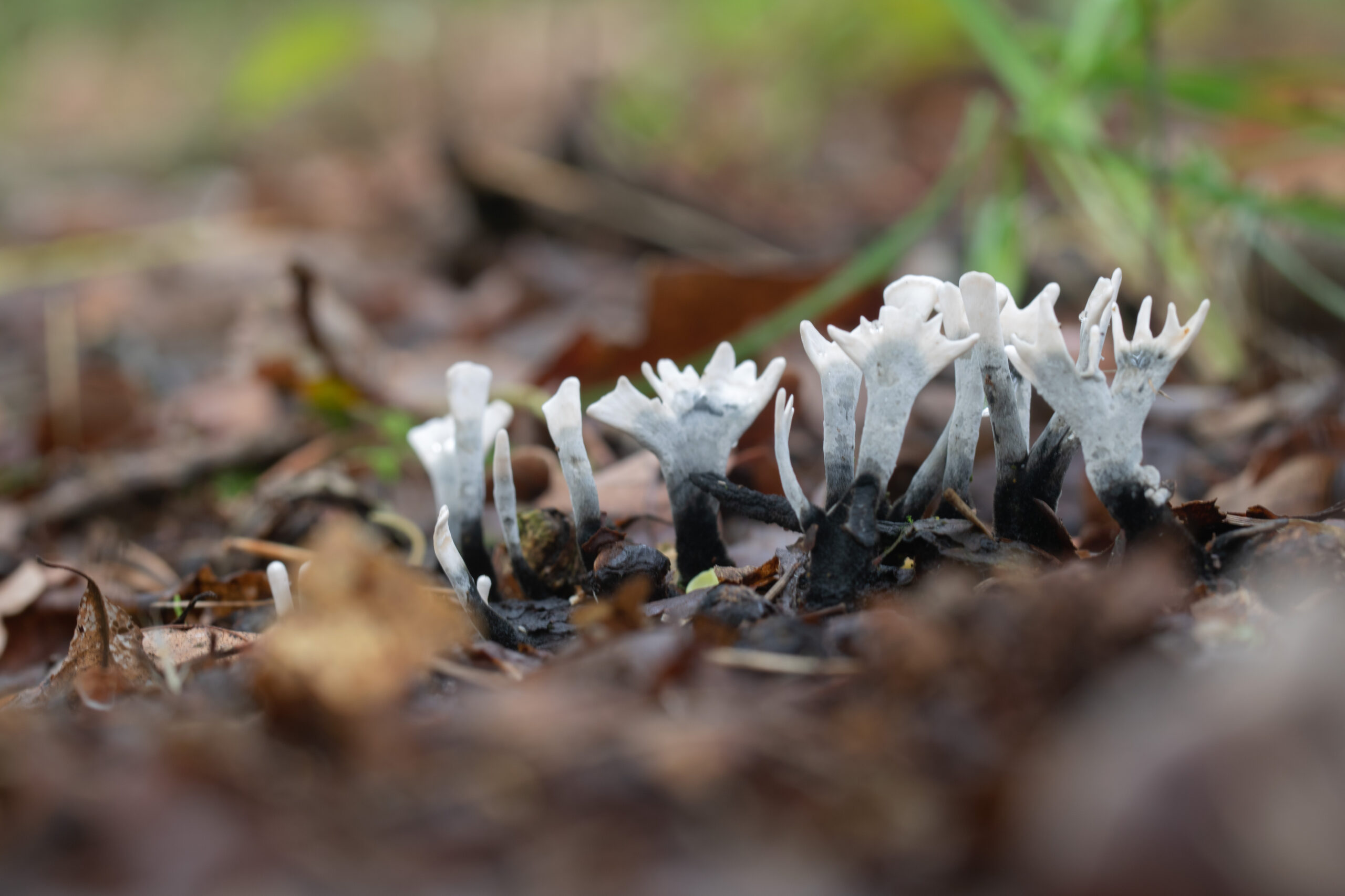 Witte, koraalachtige paddenstoelen tussen bruine bladeren op de bosgrond.