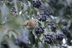 Een kleine vogel zit tussen de bladeren en donkere bessen op een struik.