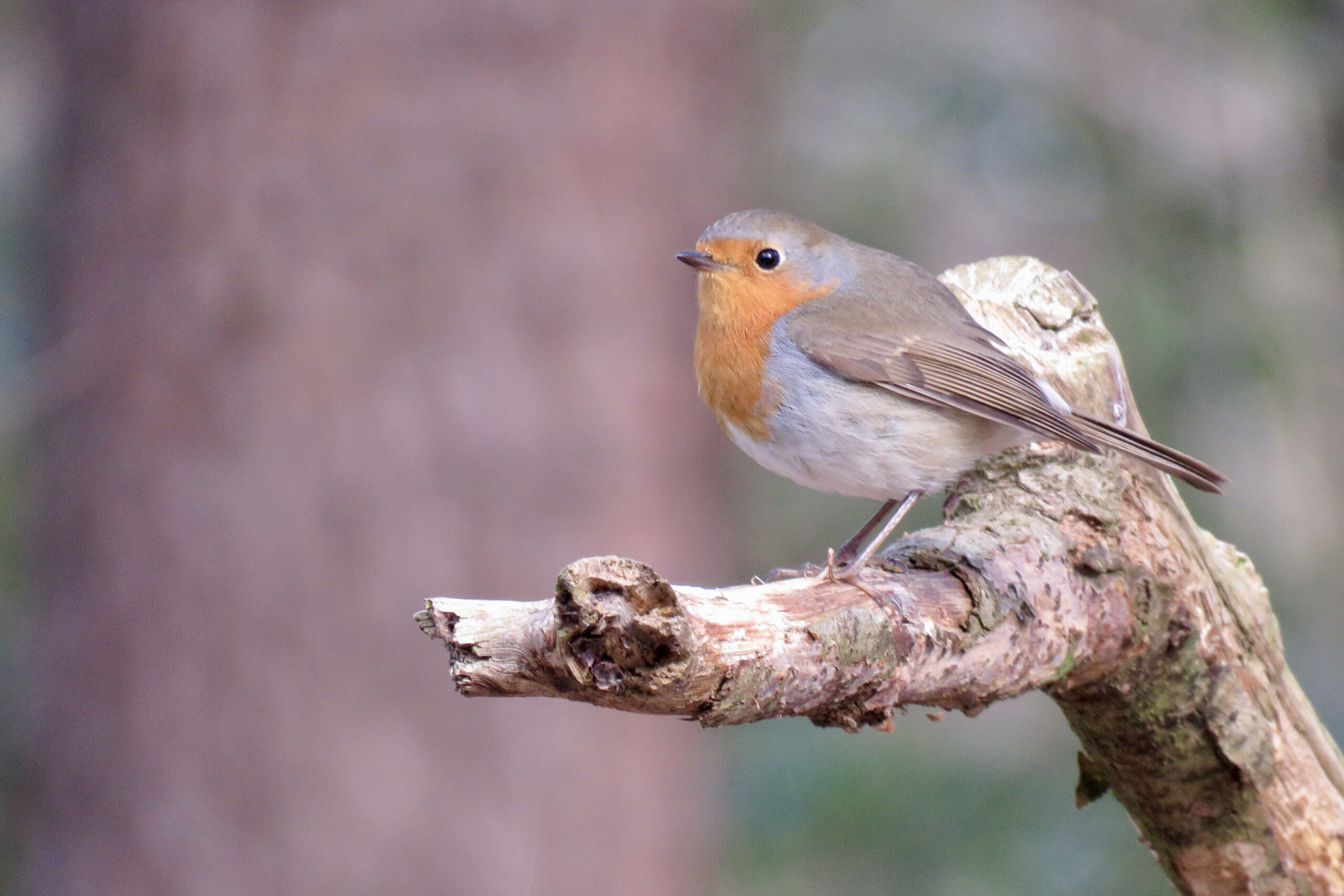 Roodborstje op een tak in een bosachtige omgeving, met onscherpe achtergrond.