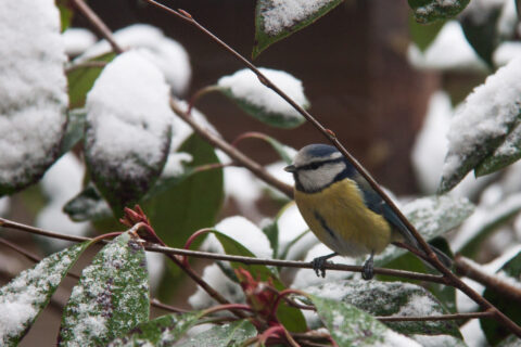 Vogeltje op besneeuwde takken tussen groene bladeren.